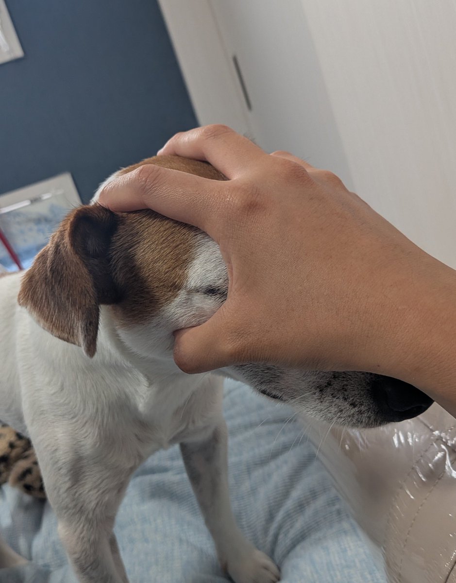 pepenoa220's tweet photo. 今日はハグの日と聞いてたのですが

#ジャックラッセルテリア
#犬のいる暮らし https://t.co/HSxss0VMrB