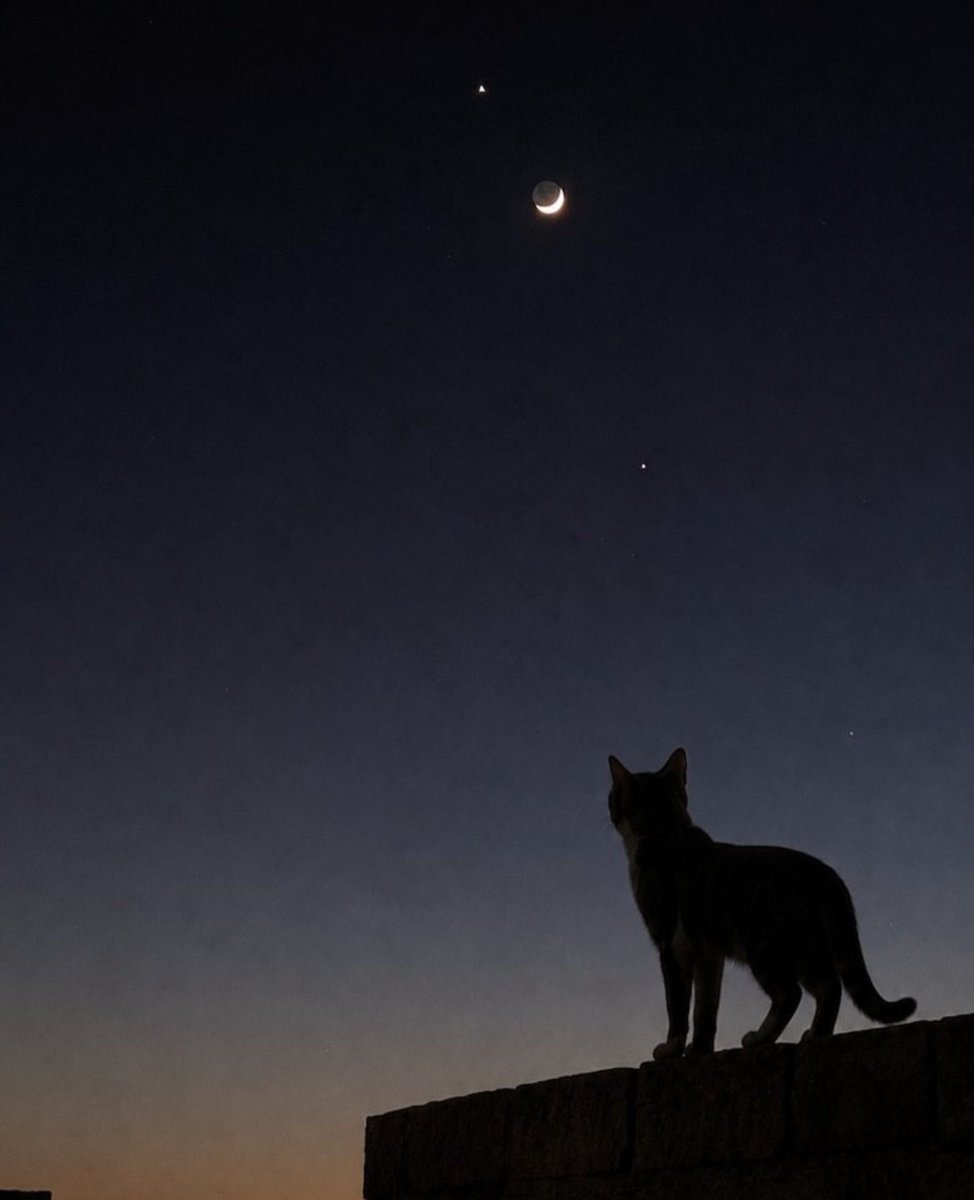 onlybeci's tweet photo. ⏰𝗧𝗶𝗺𝗲 𝗳𝗼𝗿 #𝗠𝗼𝗼𝗻𝗛𝗼𝘂𝗿™ 𝗠𝗼𝗼𝗻 𝗚𝗮𝘇𝗲𝗿𝘀. 

Celebrating #InternationalCatDay with this #MoonSnap of a cat gazing at the Crescent Moon aligned with Venus, Jupiter, and Mercury, captured📸 by Muhammad Alaa from Egypt. 
Via @earthskyscience 
🌜-Thank you, both, for sharing! 

@MoonHourSocial @NASAArtemis #ForEveryone #PlanetAlignment #Venus #Jupiter #Mercury #Moon #Astrononomy 

#MoonHour™AmbassadorDiana🌜