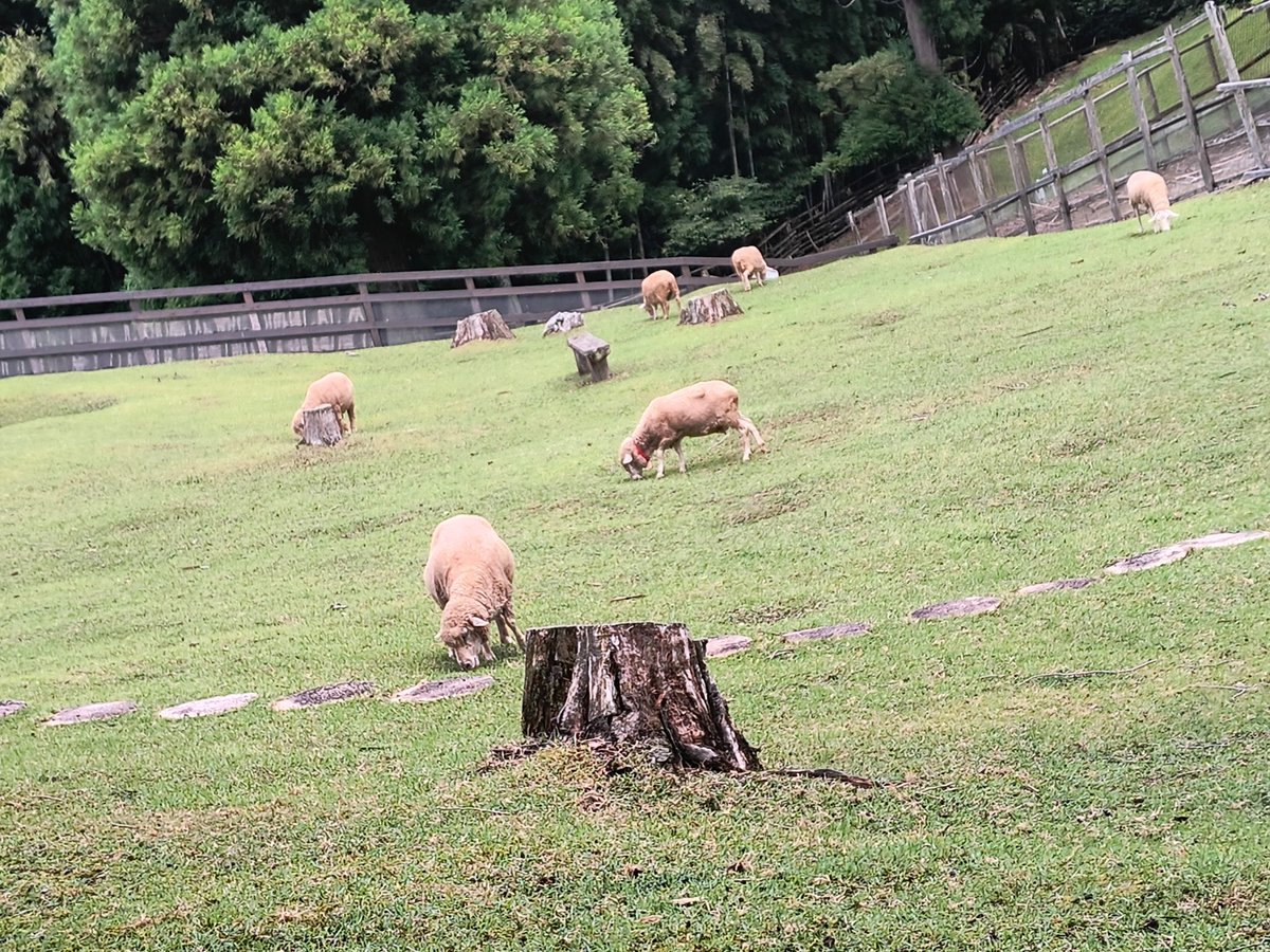 BASUKURIN313's tweet photo. ひとりで牧場公園を闊歩する一般成人男性 https://t.co/3U4mDkoLPu