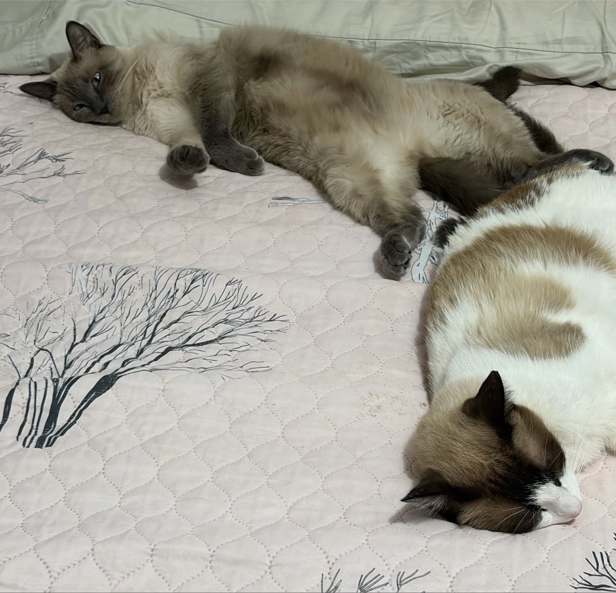 bestftdtstan's tweet photo. My fat babies https://t.co/Lg0UlhK3l1