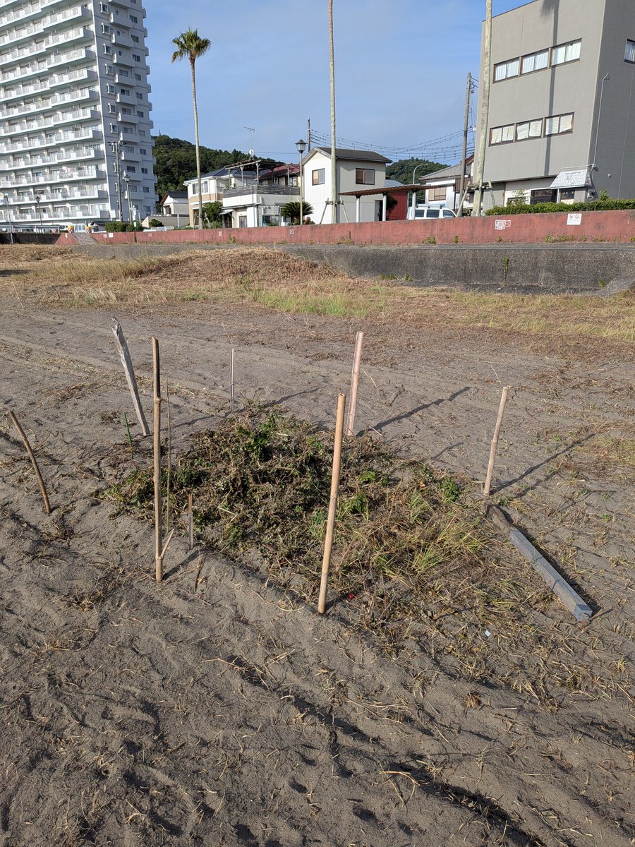 bono1999's tweet photo. 自生だったら、千葉県で南限の可能性のあるハマナスはかろうじて残ってました。目印に棒をたてたりトラロープを張ってあった為か、作業していた人が途中で草刈りをやめたようでした。株が残っていて良かった。赤い実、地面に落ちてます。#鴨川市　#前原海岸　#ハマナス https://t.co/KxWGTSLktF