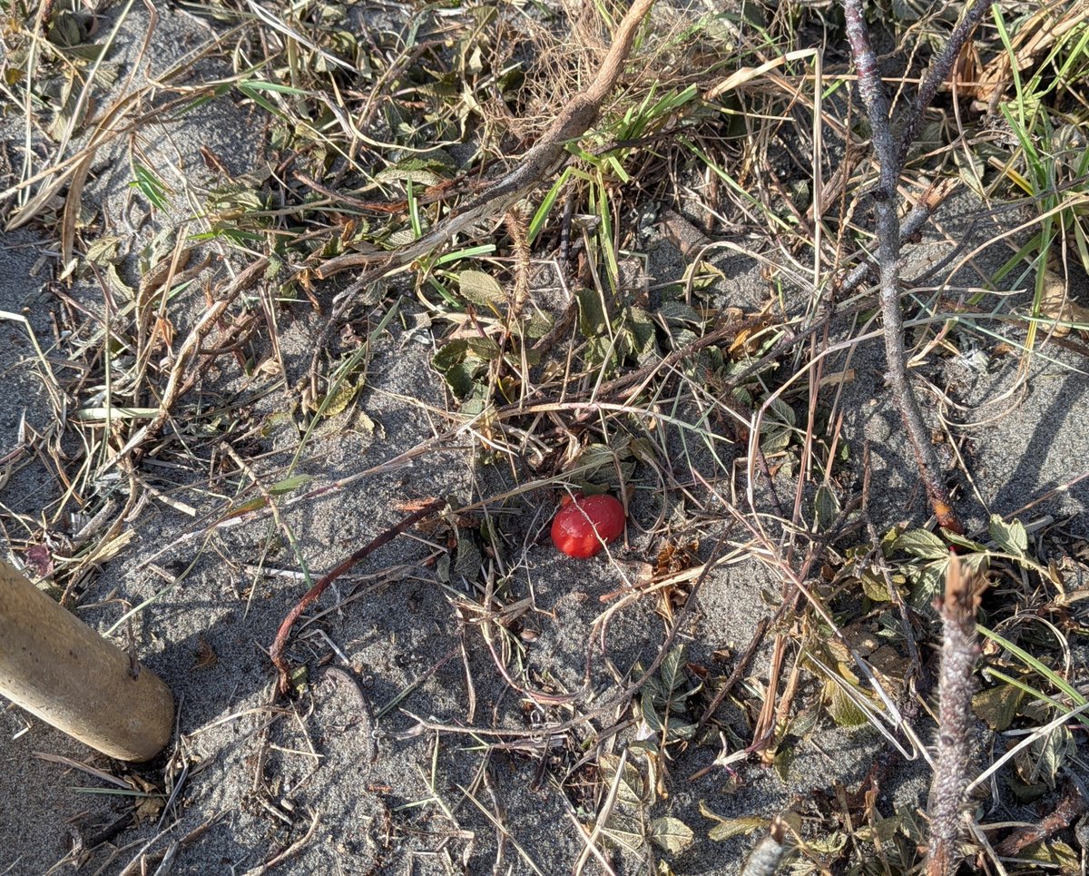 bono1999's tweet photo. 自生だったら、千葉県で南限の可能性のあるハマナスはかろうじて残ってました。目印に棒をたてたりトラロープを張ってあった為か、作業していた人が途中で草刈りをやめたようでした。株が残っていて良かった。赤い実、地面に落ちてます。#鴨川市　#前原海岸　#ハマナス https://t.co/KxWGTSLktF