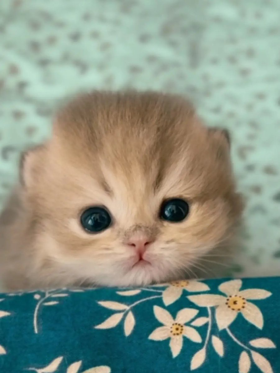 Catsillyness's tweet photo. Smol baby https://t.co/xOB4xQG3HR