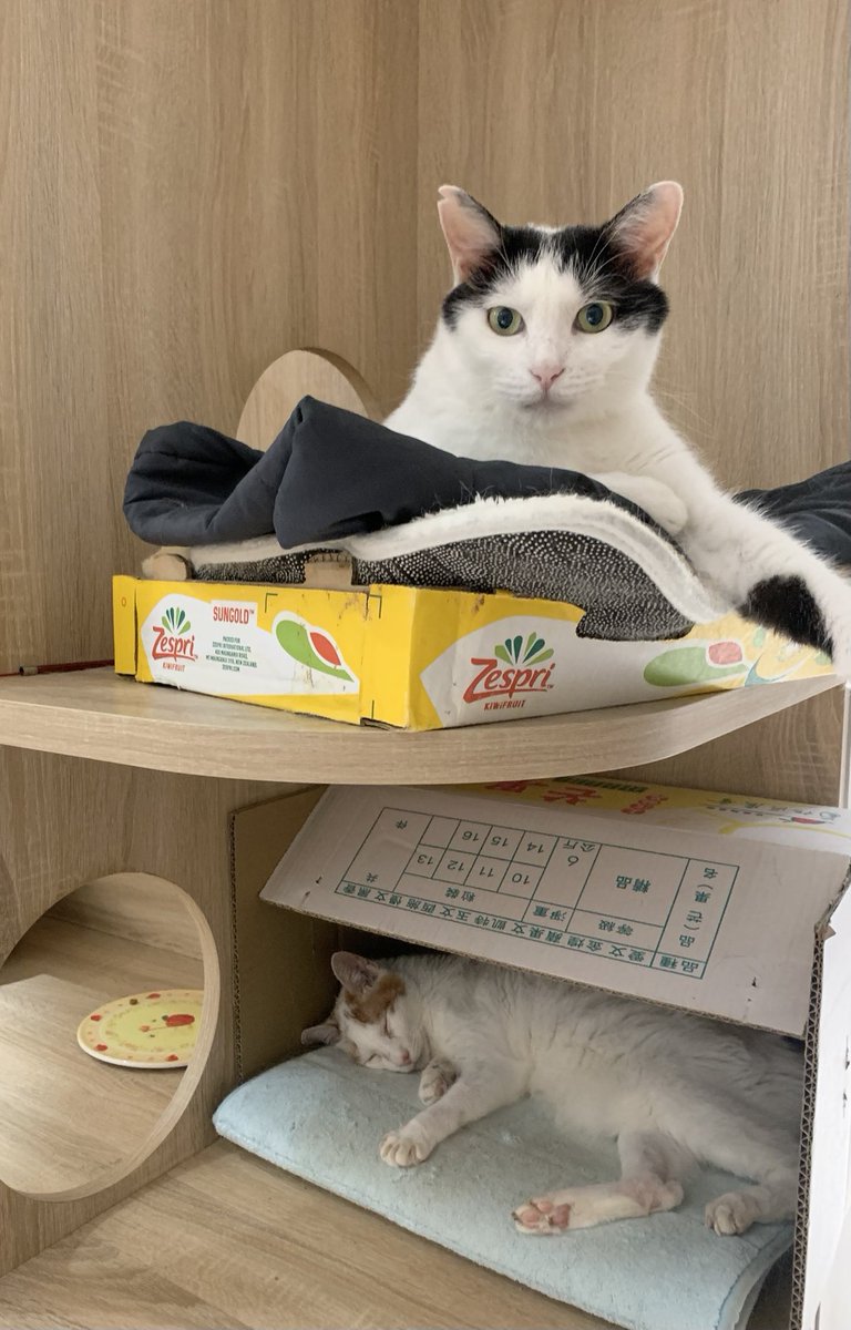 iif_pw's tweet photo. YUMI和卷卷跟大家說早安

#YUMI 
#卷卷
#貓
#每日有貓
#cat
#ねこ https://t.co/wRBCqsrWA6