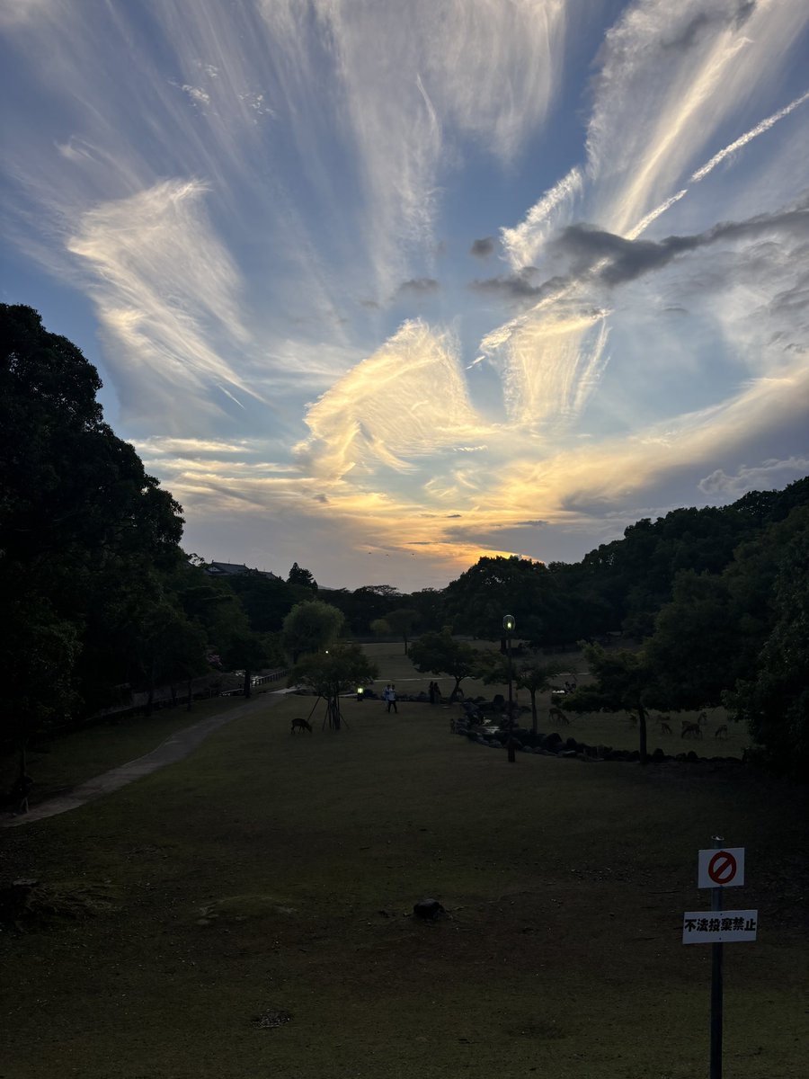 0209Ikko's tweet photo. 脱皮後の初給餌したり、アブラゼミ捕まえたり、古都の夜景見たり

ハイナンジャイアントはヤングくらいだと、脱皮直後藍色になるのが好き https://t.co/5i68PFUX2s