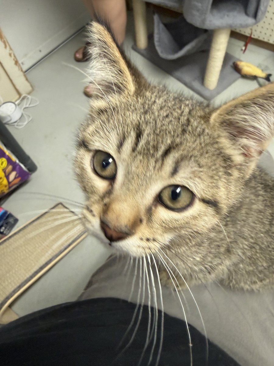 neflhimIL's tweet photo. Maybe posting cats on Caturday can boost engagement. Ooh…cute kitty!

Gremlin, at the local animal control. https://t.co/010zjCrNXI