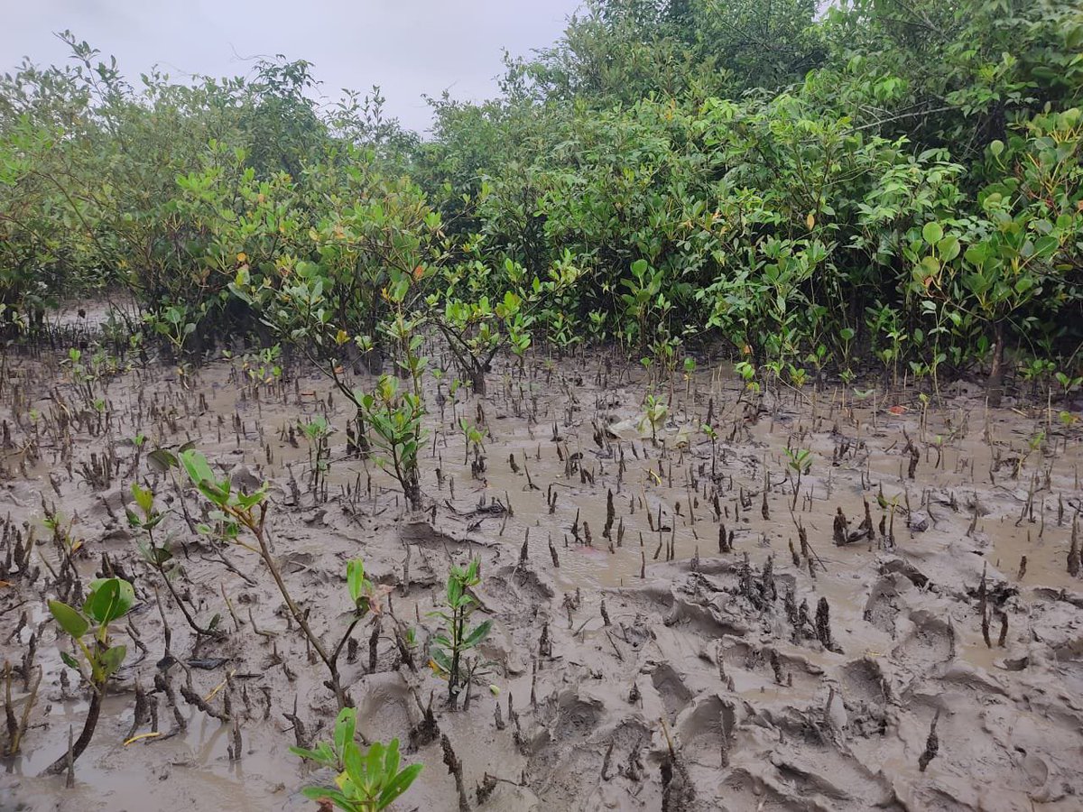 tulsighata's tweet photo. From the Sundarbans to its people—Sankalpa Trust stands for emergency support, healthcare, education, disability care &amp; a better future. 🌿❤️

Tulsighata Sankalpa Trust for Empowerment
#Sundarbans #Humanity #SankalpaTrust https://t.co/gF4VOtqdZ2