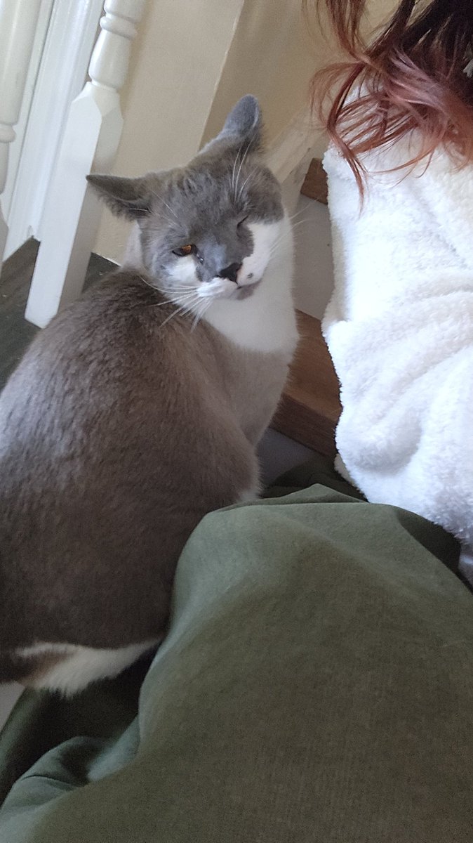 seiastera's tweet photo. kipper (kimbert, kipkat, kim burton, etc) my idiot footsniffer freak son
#meowzader https://t.co/gAu1TluTx0
