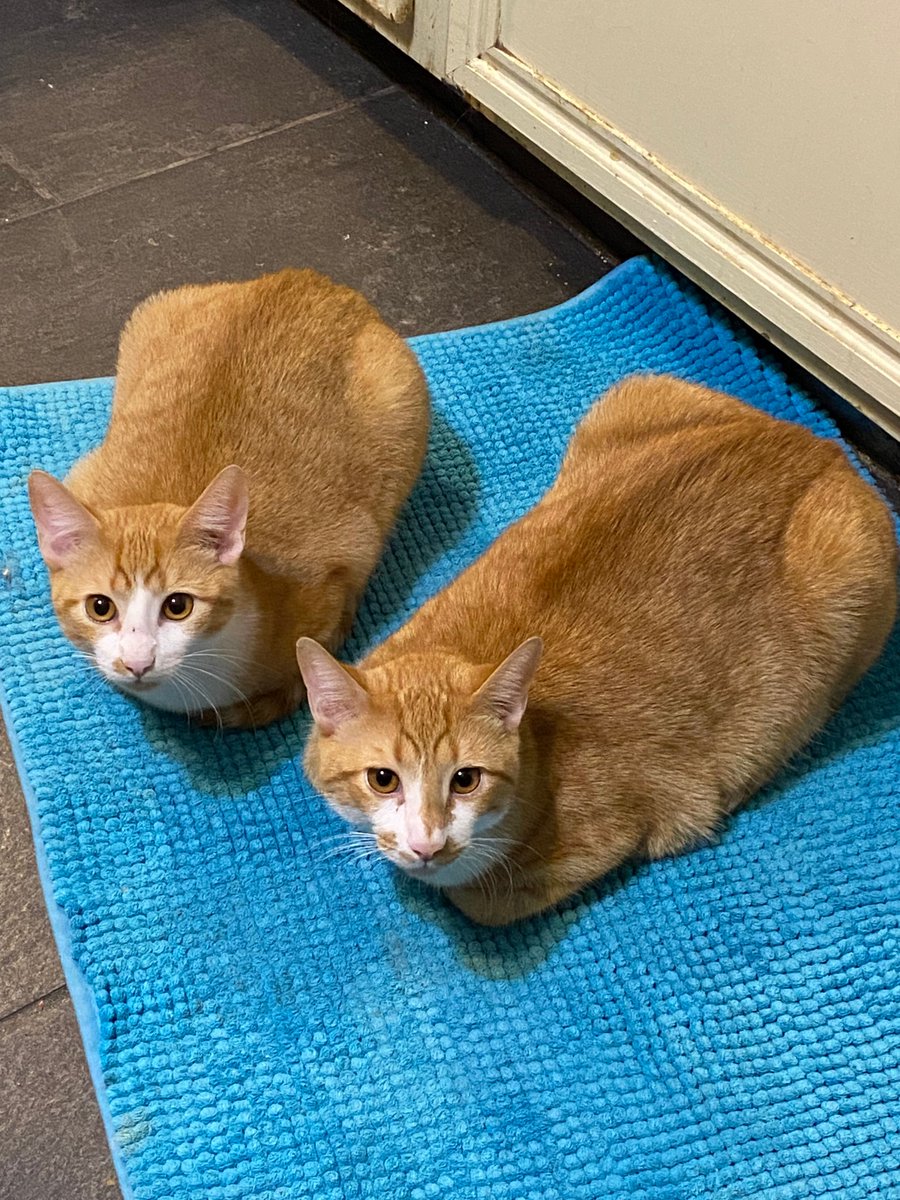News4SA's tweet photo. "International Cat Day - My Little Ones!" (Adrianna Collins 📸)
SEND US YOUR CAT PHOTOS ON CHIMEIN! --> https://t.co/PM599XRieI https://t.co/hFyIjop6l8