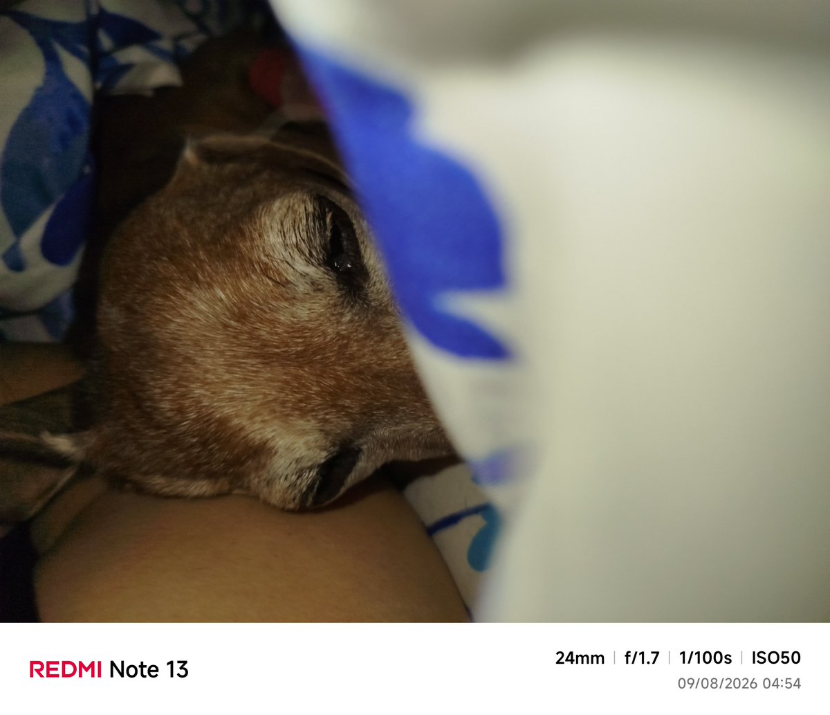 JESSI7583's tweet photo. Noche larga ... Le cuesta respirar , no hace pis , a esperar la respuesta de la veterinaria para internar a mi #Bruna 😭 https://t.co/rbYP2jY9Ys