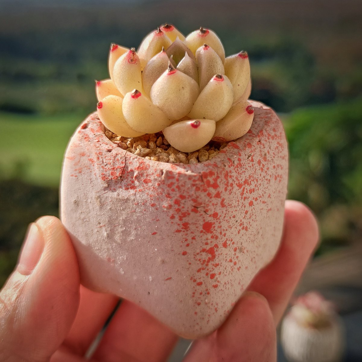 chrisdell20's tweet photo. Just finished my mini ceramic succulent pot  Hand-shaping every curve on the clay is so calming—small craft wins = big joy!， https://t.co/lEQUEzhc1P