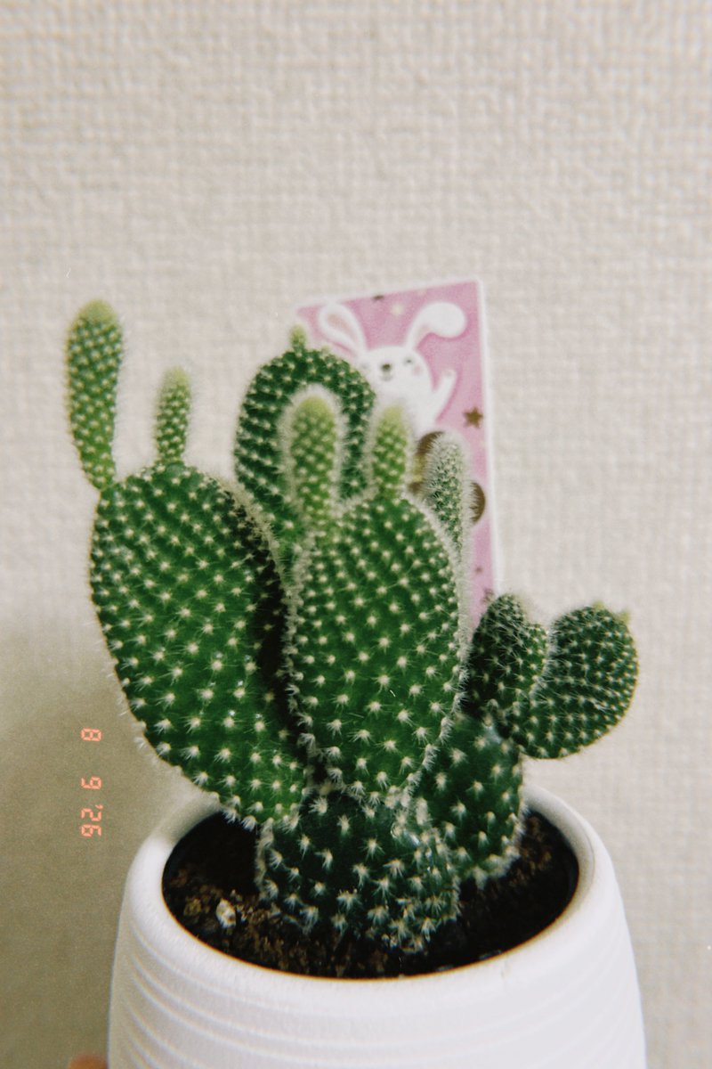 s0n_421's tweet photo. めちゃ育ってる https://t.co/jYezeXj7vj