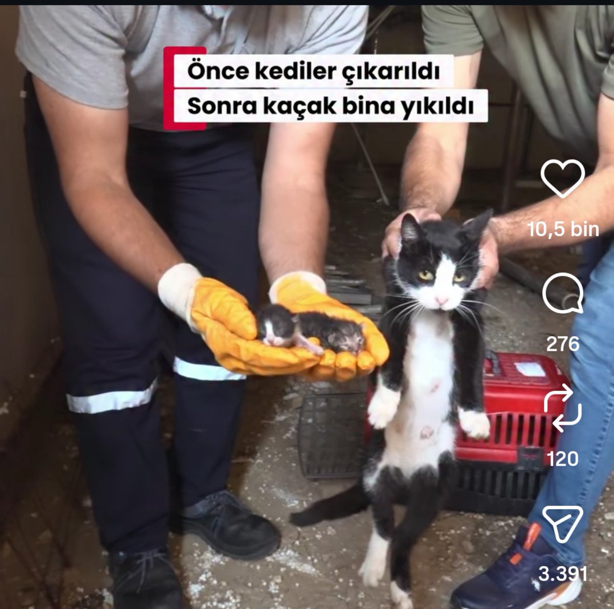overthinkerellf's tweet photo. Hayvanı neden sabıkalı gibi tuttunuz qpsöıemeodöwpdöpeşd duruşa bak ya bi kurtulsa bıçağı saplayacak https://t.co/1vmKfYsDkd