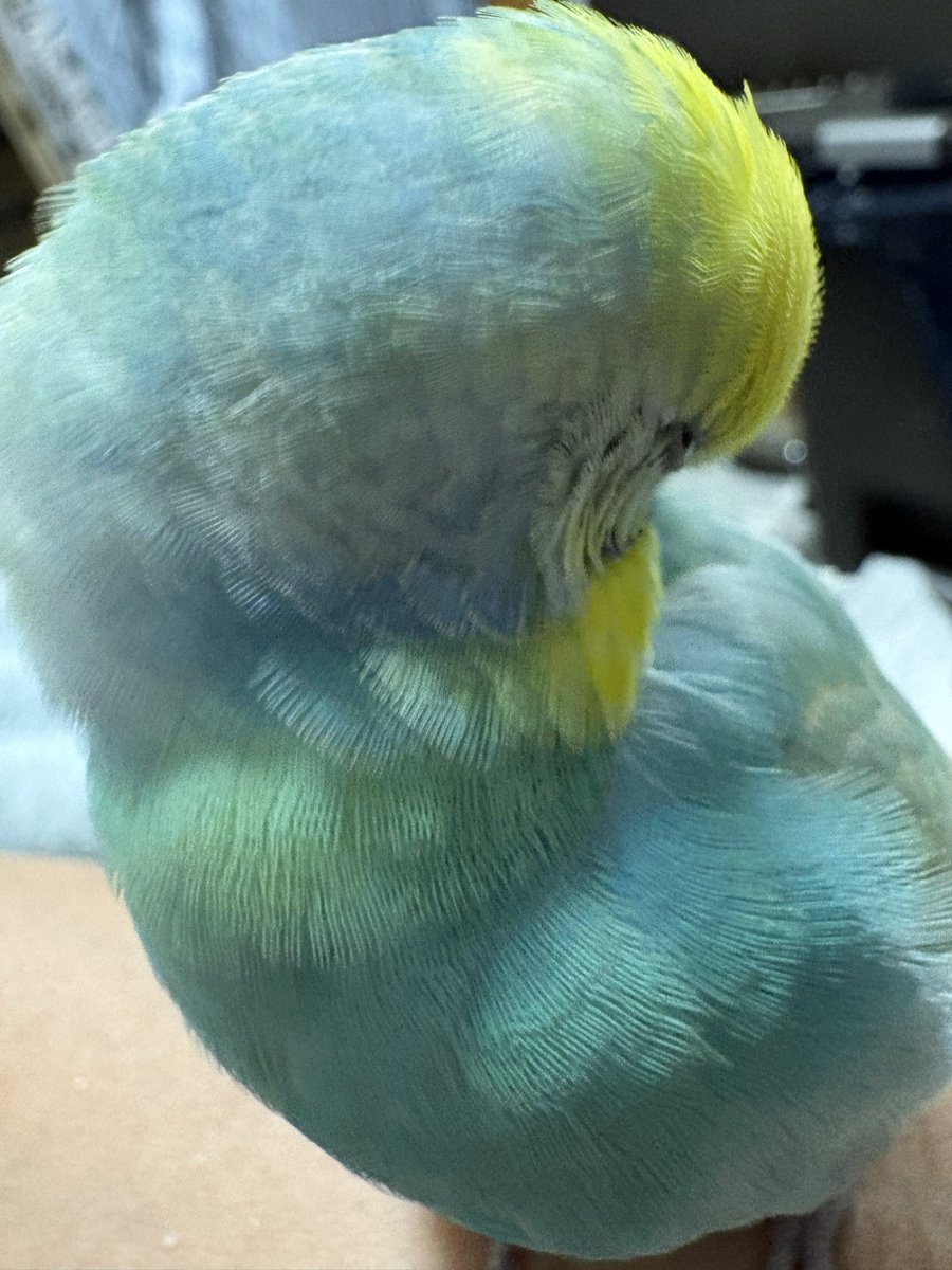 arubimama's tweet photo. 軟体動物⁉️😂😂😂 https://t.co/3TRF7XQ5nw