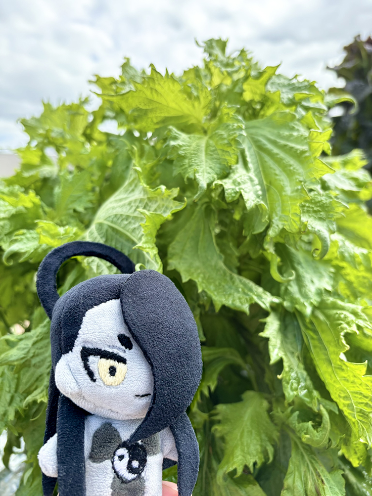 trfd_3's tweet photo. 草に水やって大葉とってきた https://t.co/t97gHnmutM