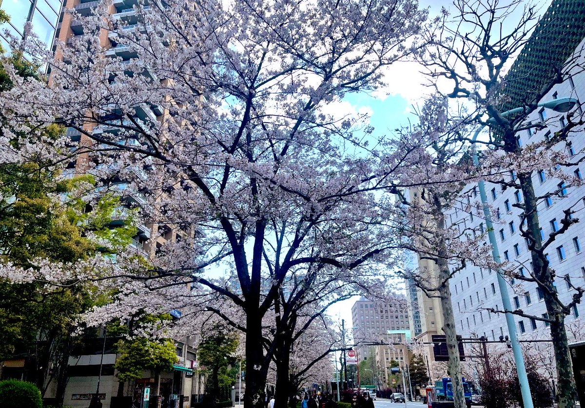 369edo3's tweet photo. 神田錦町更科◥█̆̈◤∥◥█̆̈◤࿉∥神保町駅
1869明治2年創業の老舗蕎麦店で、江戸そばの最高峰とされる麻布永坂「総本家更科堀井」の最初の暖簾分け（分店）として、初代堀井丈太郎が神田錦町に店を構え創業150年以上の歴史を誇り、親子五代にわたり伝統の味と技を守り続けてる
1923大正12年の関東大震災で店舗は一度焼失し、現在の建物は昭和初期頃から残る歴史ある木造建築
ノスタルジックな佇まいの店内には、使い込まれた道具や招き猫など飾られており、昔ながらの風情を色濃く残している
【X仲間のカズオさん🙋‍♀️共有ありがとうございました🤝】
私も1番の推しは生姜天そばですがメニュー豊富で何を食べてもボリューム満点で美味しい👇🏻
春は地下鉄から上がると都心の桜が美しい🌸そしてうちの招き猫もみちゃん😽