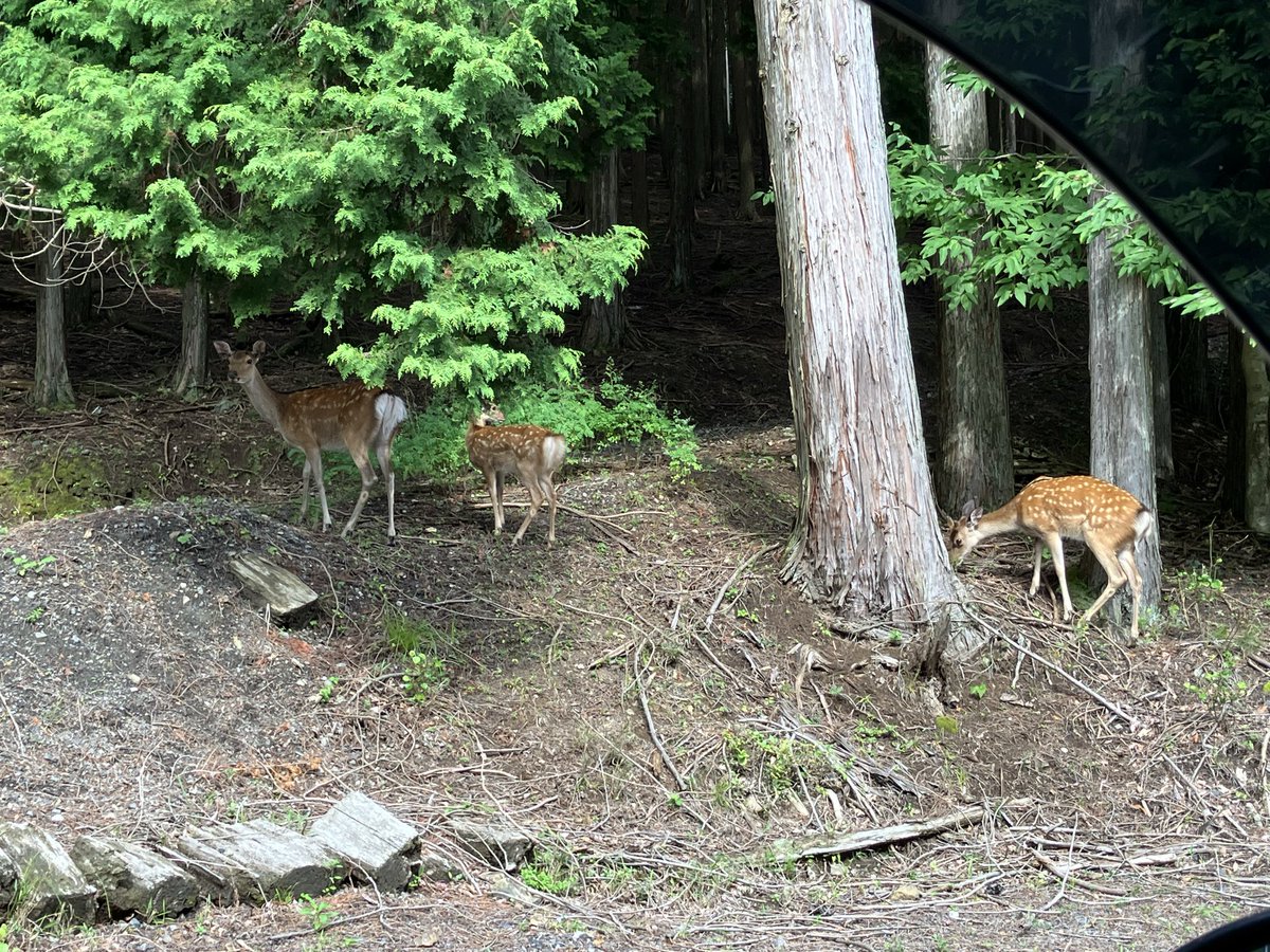 OyamaGenjin's tweet photo. 今週も道で鹿に遭遇。
毎週、どっかで鹿が道に出てきてるのに出くわす。
やっぱ増えてるんかなぁ。 https://t.co/ZCJ31ze9Lo