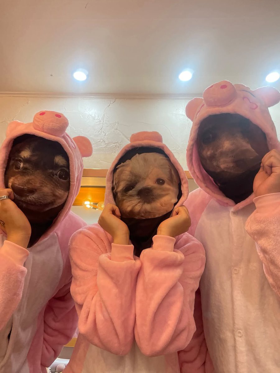 nnrxjnnn's tweet photo. เจอแล้วแก๊งโปเนียว เซเว่น และคูเปอร์

https://t.co/DG02mDKGsc https://t.co/NhWS1NqF1q