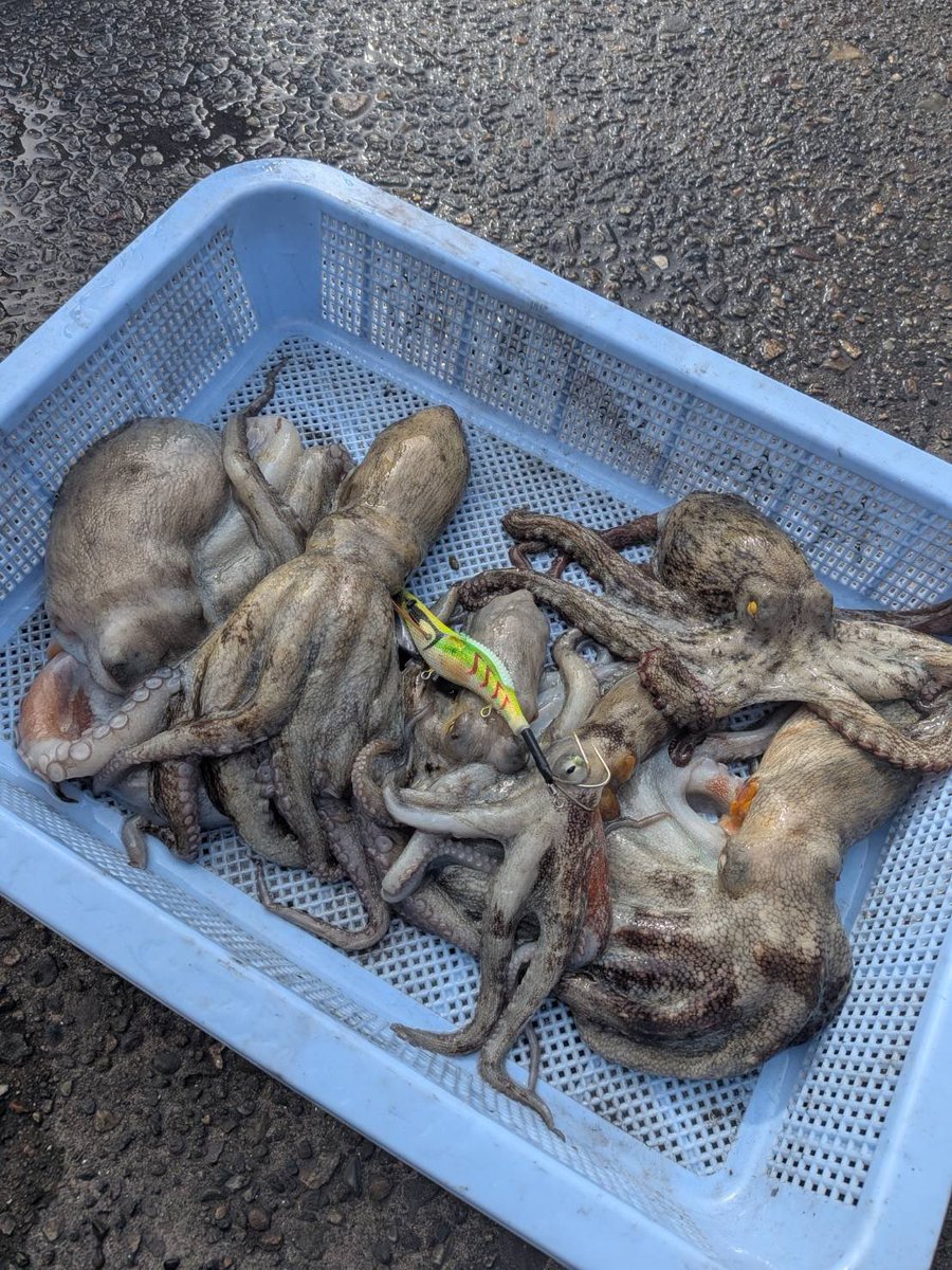 ueue2222's tweet photo. 今日は朝一から赤灯
足下、かけ上がり、遠投どこでも居てました🐙

#蛸乗りジョニー
#メジャークラフト
#岸和田一文字 https://t.co/ACE2AhNDwQ