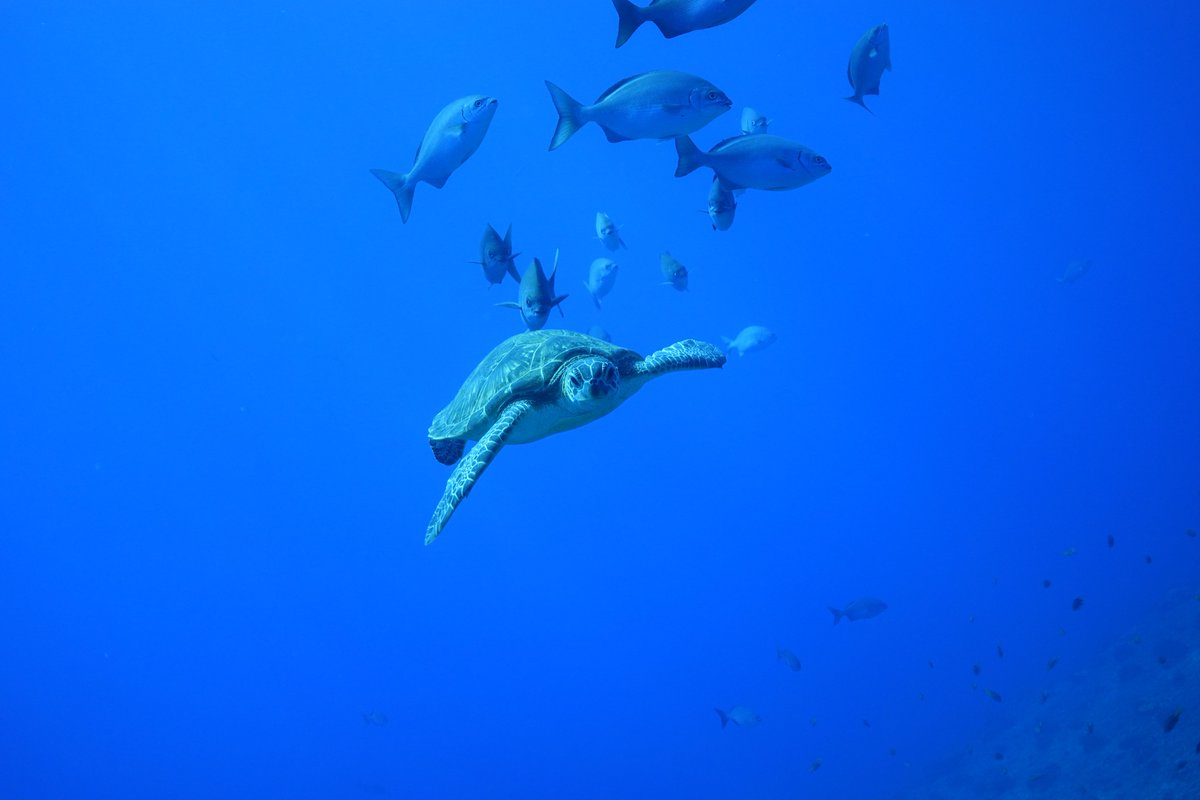 kanawata0217's tweet photo. 先日の遠征
#ダイビング 
#diving 
#rx100m5a 
#SONY https://t.co/0g4Js2eziM
