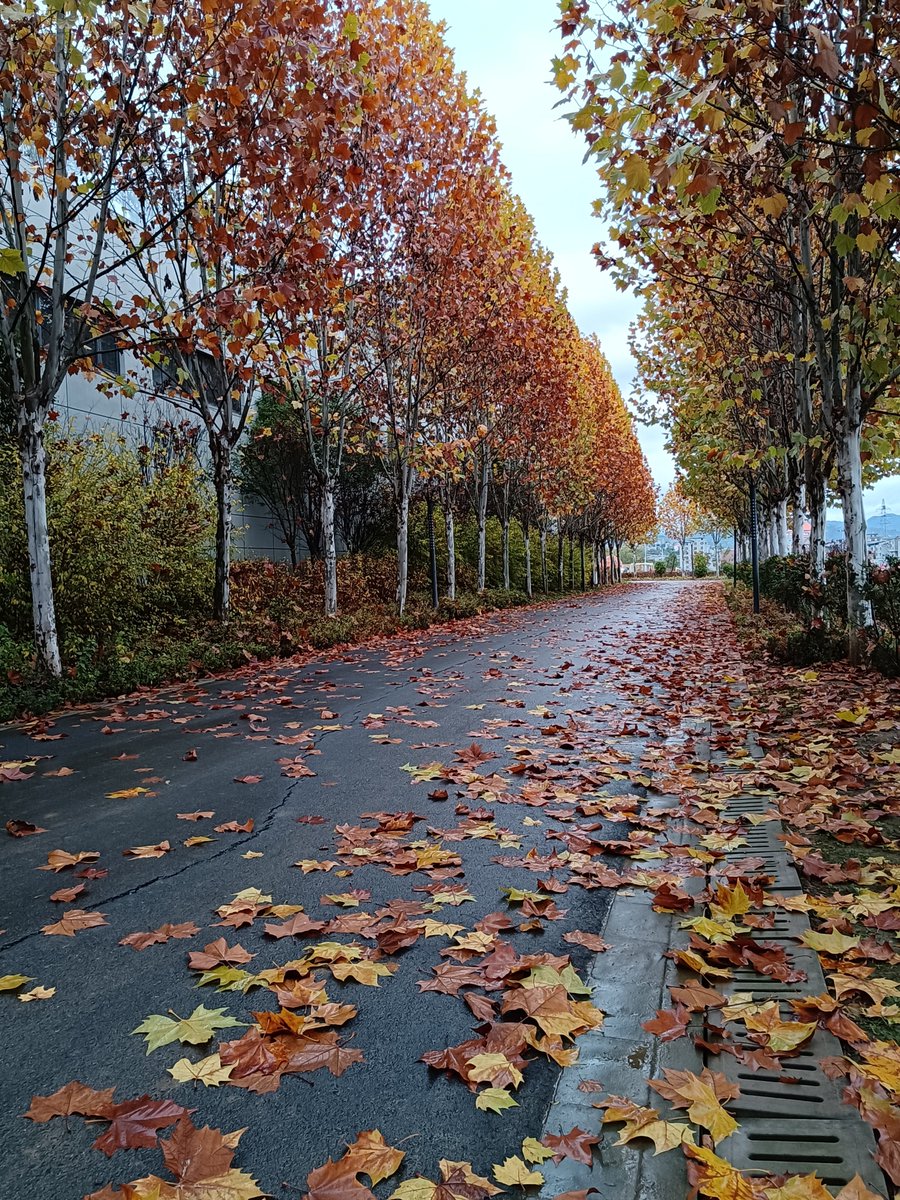 rubelym's tweet photo. Light drizzle and cool breeze  Autumn mornings are the perfect reset I need. https://t.co/7Kr6HKoFnv