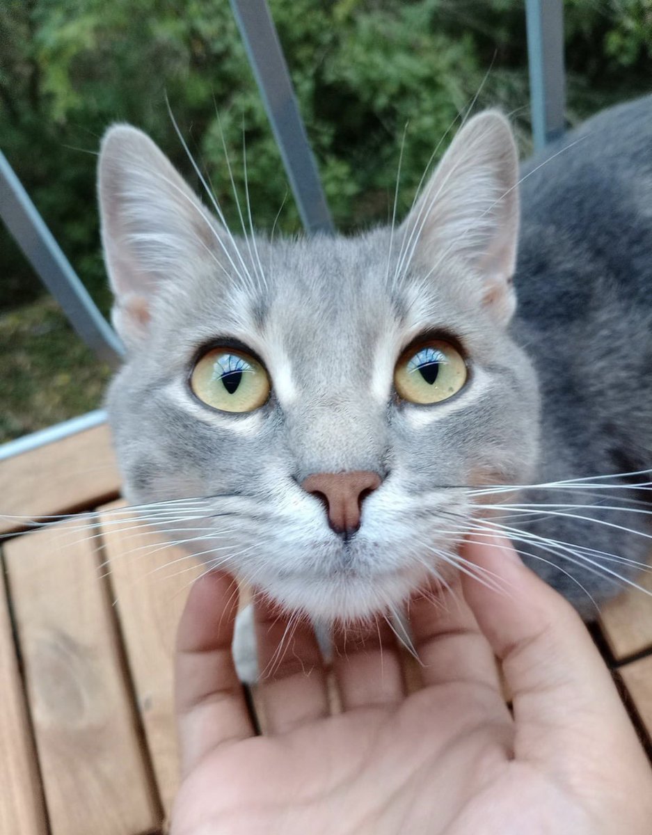 yoruzuke's tweet photo. Cats lived for thousands of years without us… so why do they love cheek scritches so much? https://t.co/w4OBemqG5Y