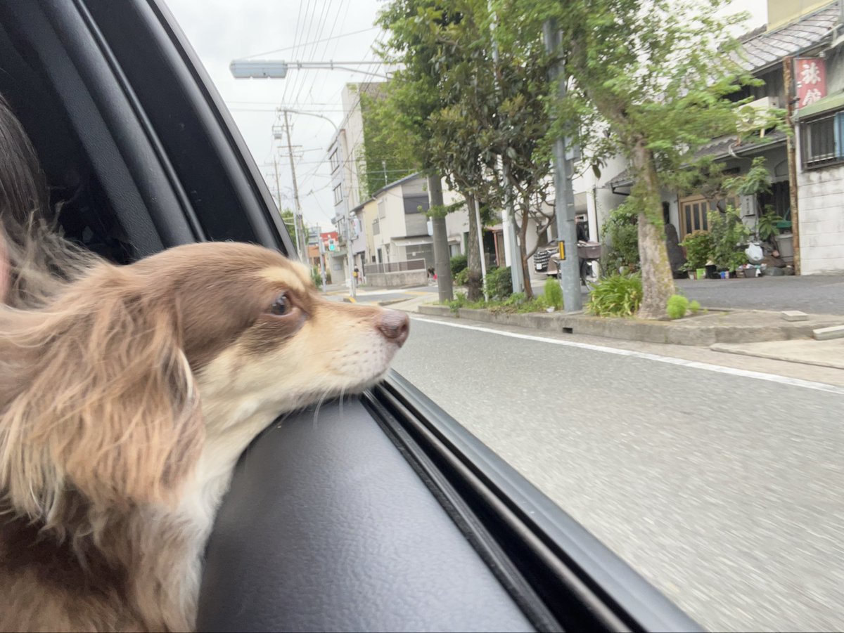Sato00104's tweet photo. 一つ一つの想い出の写真は、家族や友達の物ばかりで、彼は私にお金を使ってくれない用意も準備も思い出も作ってくれないって思うんだろうなあ。家で🐶がいなかったら本当に一枚も彼の写真がなかったと思うと君に感謝だよ https://t.co/VOC0KYlwu0