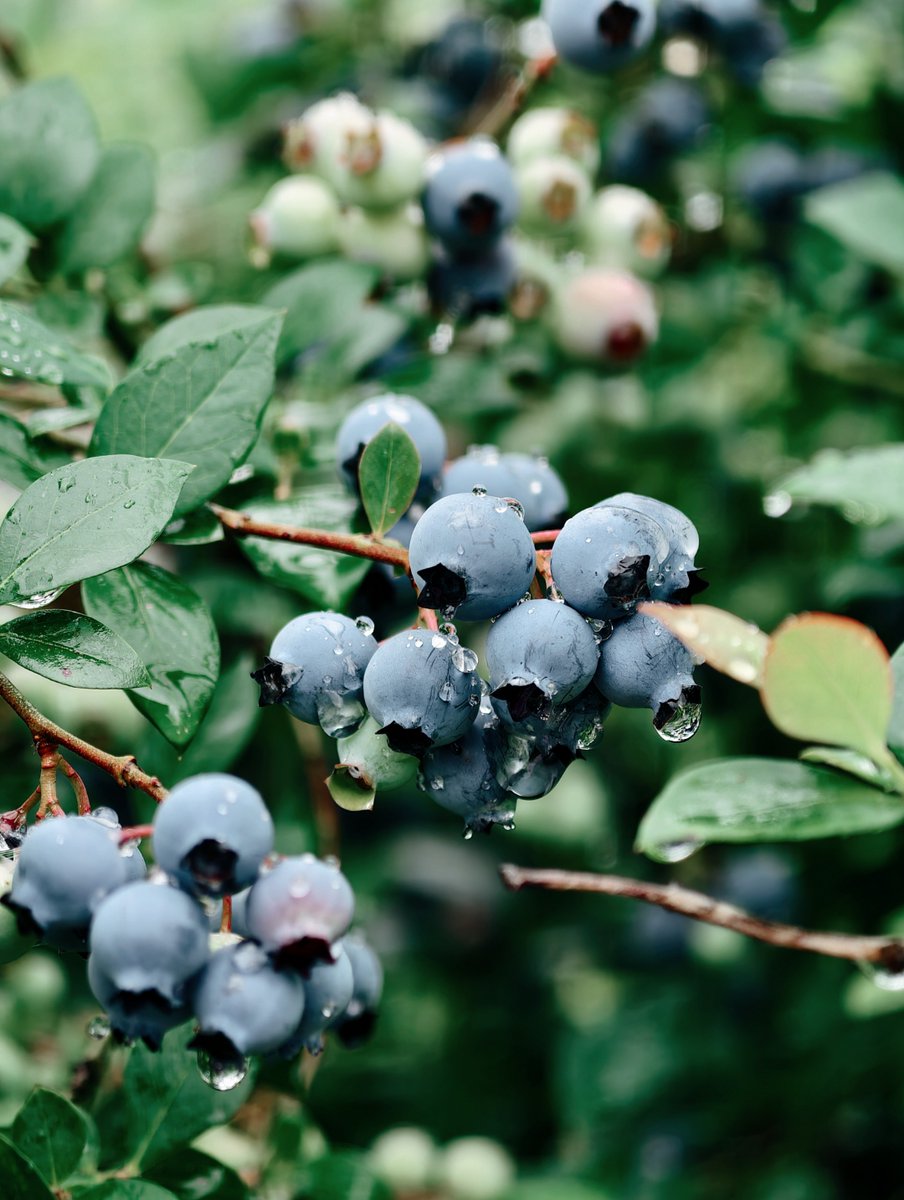 Vctvic's tweet photo. Just tried fresh wild blueberries! Burst with sweet-tart juice, no weird aftertaste—perfect for yogurt or oatmeal. A must-buy for berry lovers! https://t.co/gw5t64bzks