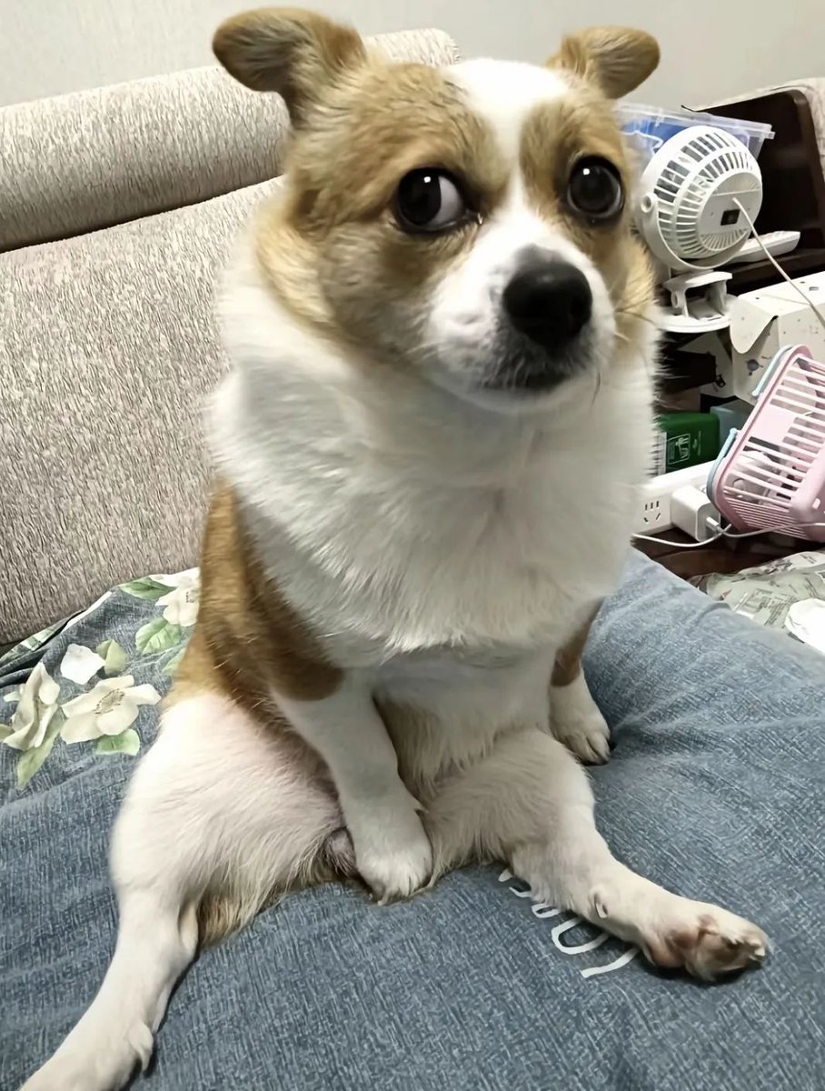 ChrisPatti6's tweet photo. My little pup just mastered sitting on command today—small win, huge joy  The progress of growing up together is the best thing ever! https://t.co/LMgJhicRZQ