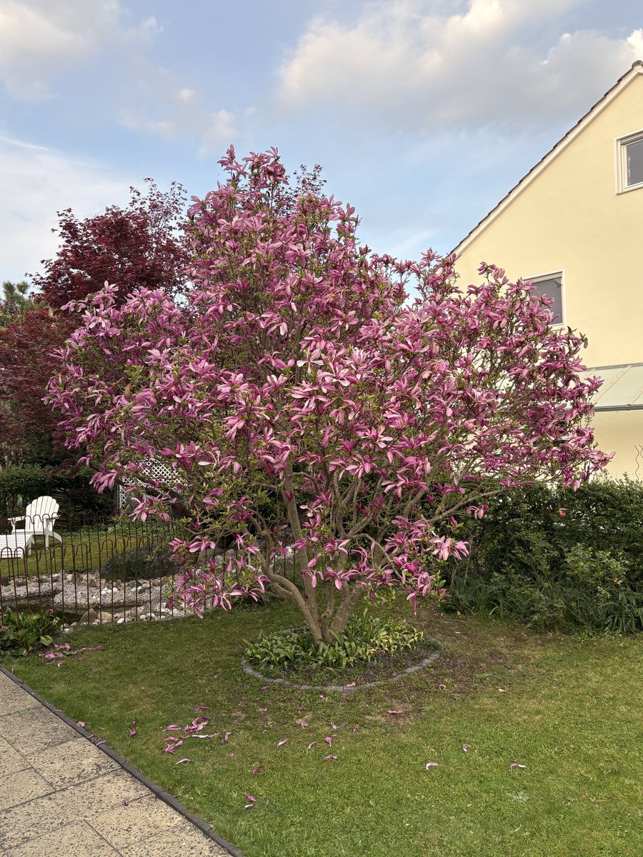 MayrChristian's tweet photo. @readfulthings_ Die Magnolie kündigt immer als erste den Frühling an. https://t.co/HWeZd3aZLK