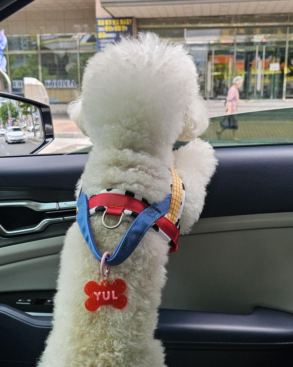 Hello_Yulmu's tweet photo. 뉴 하네스 메고 묭갔더니 사장님께서 하네스 대체 몇개냐고 하심 🙃
하지만 이뿌자나여 https://t.co/nWUYkM6tSj