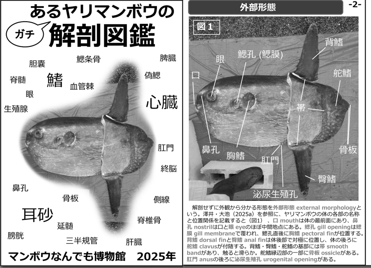 manboumuseum's tweet photo. ちなみに魚屋さんから頂いたヤリマンボウについての薄い本もあるので、薄い本と合わせて見ると幼魚サンプルの貴重さが分かります。
#評論情報系同人誌告知 #C108 https://t.co/mrU3fc5tGR