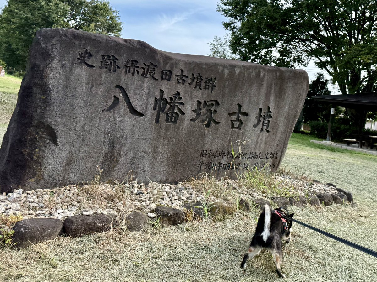 manabooooon95's tweet photo. 八幡塚古墳へひまわりを見に行ってきた…

来週はお祭り🎶
ひまわり迷路🌻間に合うのかな？🤔
少し咲いてただけだった⤵︎

#八幡塚古墳 #古墳 #保渡田古墳群 #ひまわり https://t.co/rGgvbdmcXr