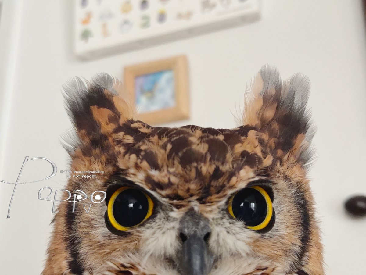 popopo0popo0pop's tweet photo. 羽角スキーの皆さんへ

今日の羽角は元気です。
多分反抗期です。 https://t.co/VwDeRIqA0z