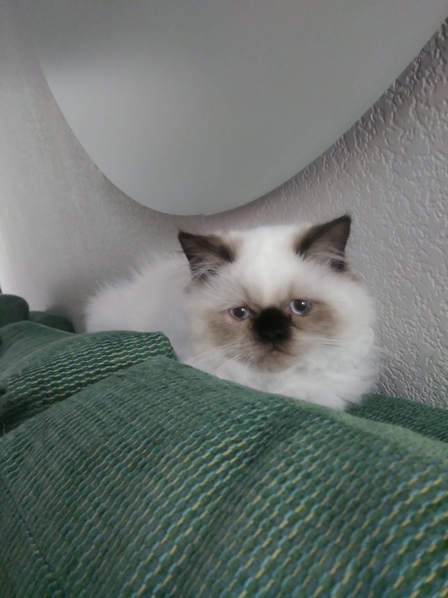 News4SA's tweet photo. "Samantha Grace just chillin!! 😎" (Patrick Hernandez 📸)
SEND US YOUR CAT PHOTOS ON CHIMEIN! --> https://t.co/PM599XRieI https://t.co/ylSe0zHIPX
