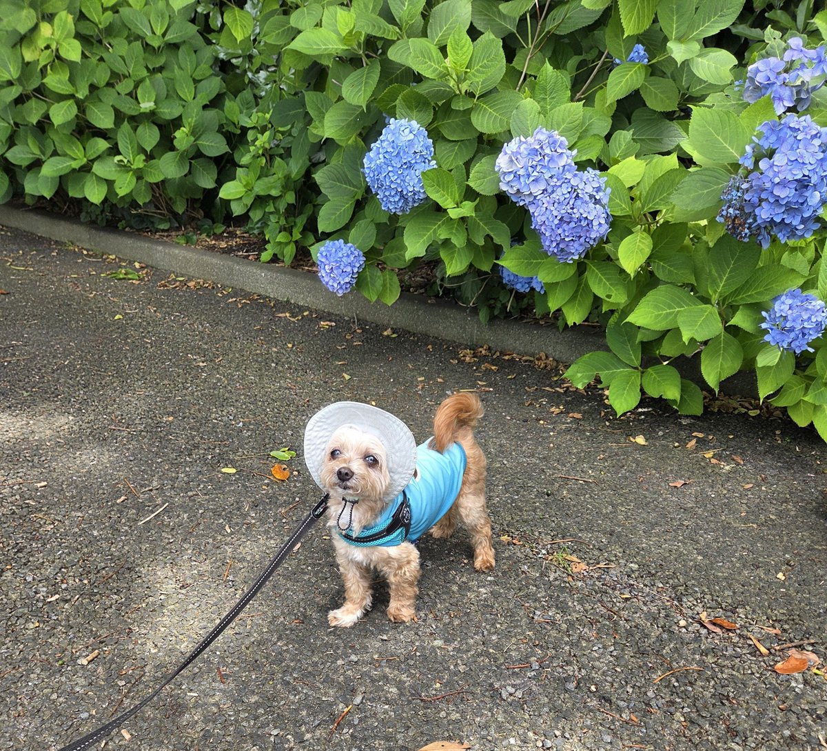 nao1tm's tweet photo. お久しぶりです😆
くるみさんは、
暑さの中でも元気に過ごしています

#犬 #マルプー  #maltipoo https://t.co/yl0kQzqm3o
