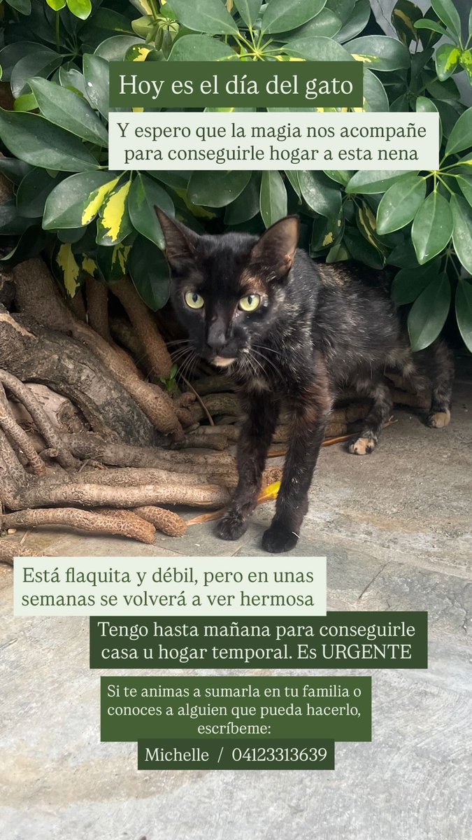 Chellsrm's tweet photo. Hoy es el #diadelgato y me topé con esta nena. Tengo hasta mañana para conseguirle casita porque está en peligro de ser atacada por los perros de la casa en la que entró 🐈‍⬛🐾 Si quisieras ayudarla o conoces a alguien que pueda tenerla, escríbeme 🙏🏼🙏🏼 es URGENTE!!! https://t.co/GfR7Kck3x9