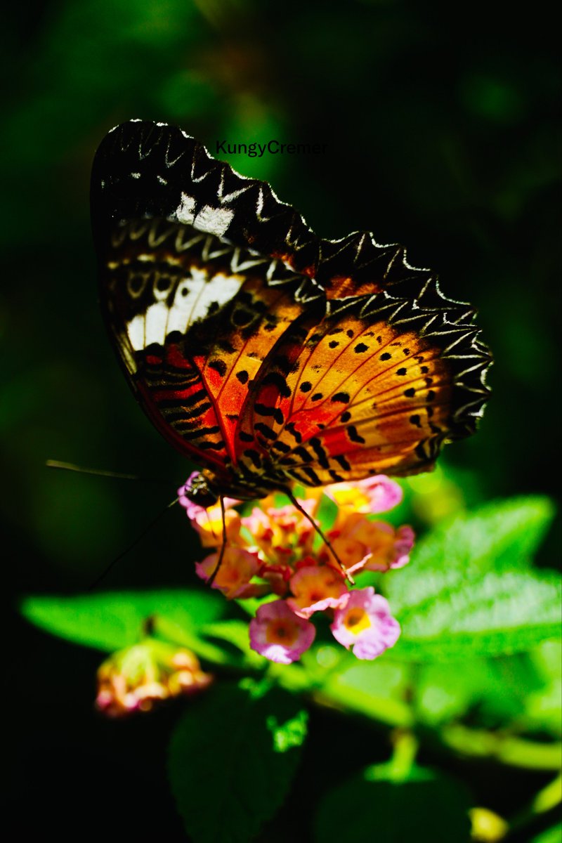 KungyCremer's tweet photo. Chasing butterflies, correcting moments 🦋

ออกไปตามหาผีเสื้อ และเก็บช่วงเวลาสวยๆ กลับมา

📍 Royal Park Rajapruek https://t.co/DOKISZ85Ax