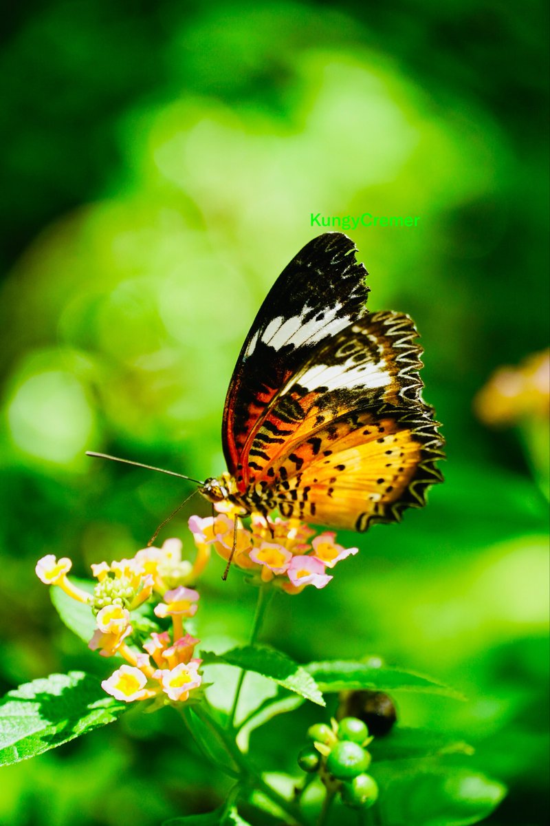 KungyCremer's tweet photo. Chasing butterflies, correcting moments 🦋

ออกไปตามหาผีเสื้อ และเก็บช่วงเวลาสวยๆ กลับมา

📍 Royal Park Rajapruek https://t.co/DOKISZ85Ax