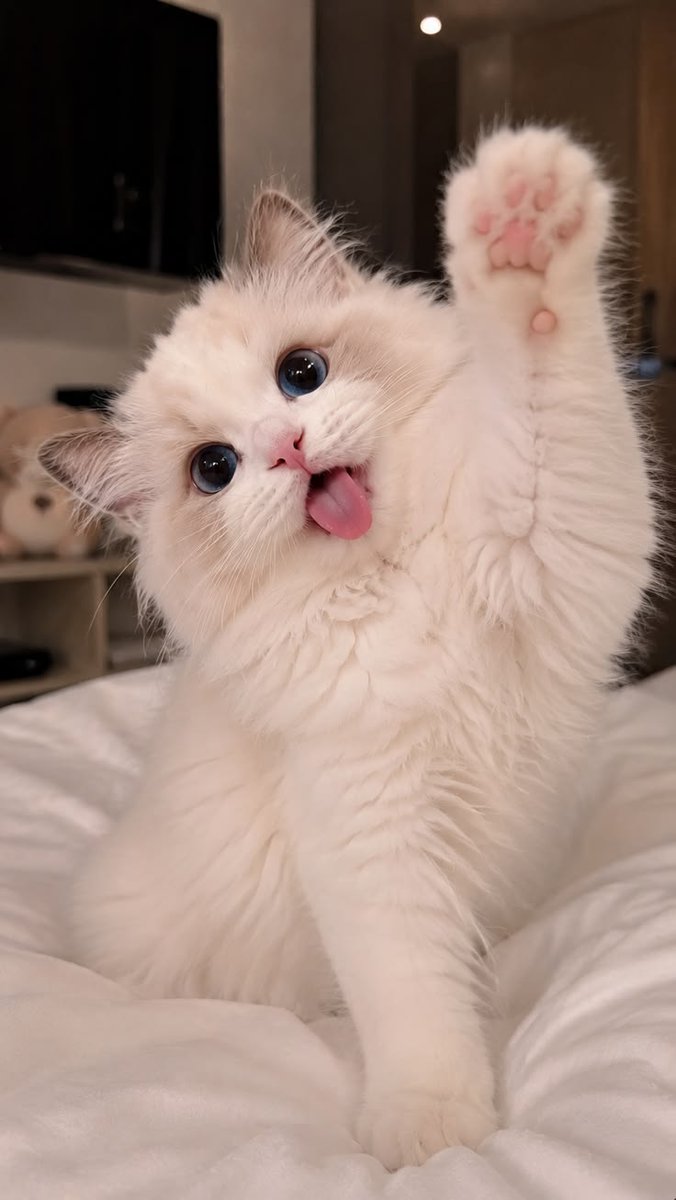 CATCARTOONvm's tweet photo. Catyyy https://t.co/SCEThle9Cm