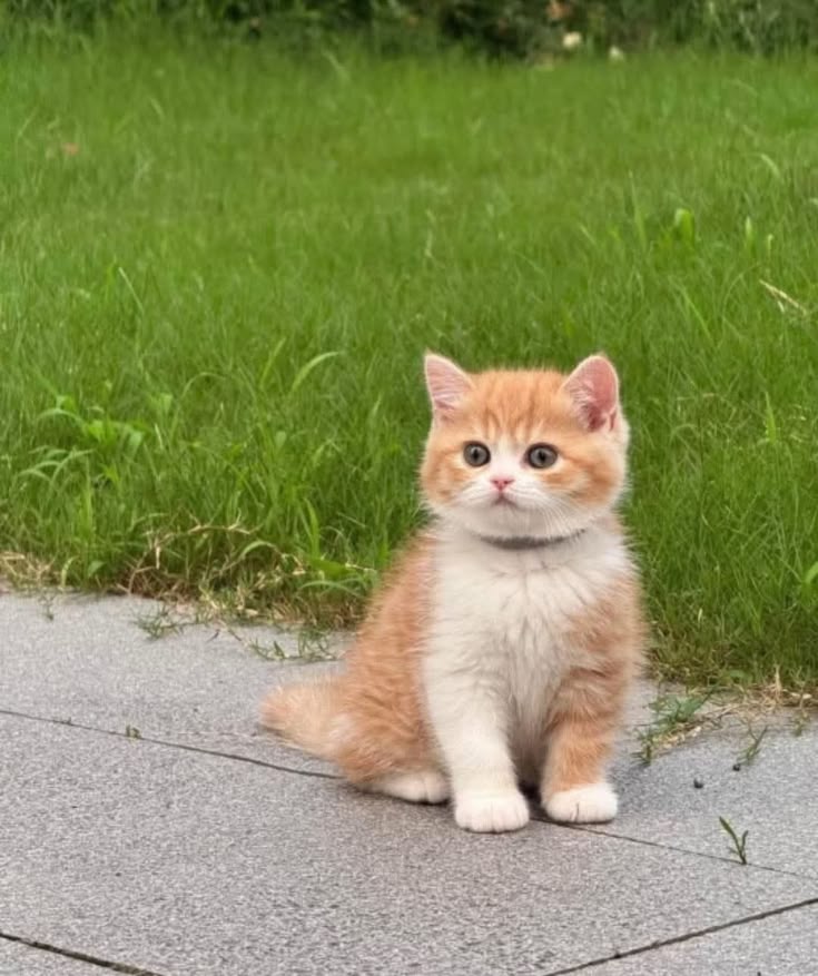 kittyuniveprwj's tweet photo. Catyyy https://t.co/6bjnFCX2xT