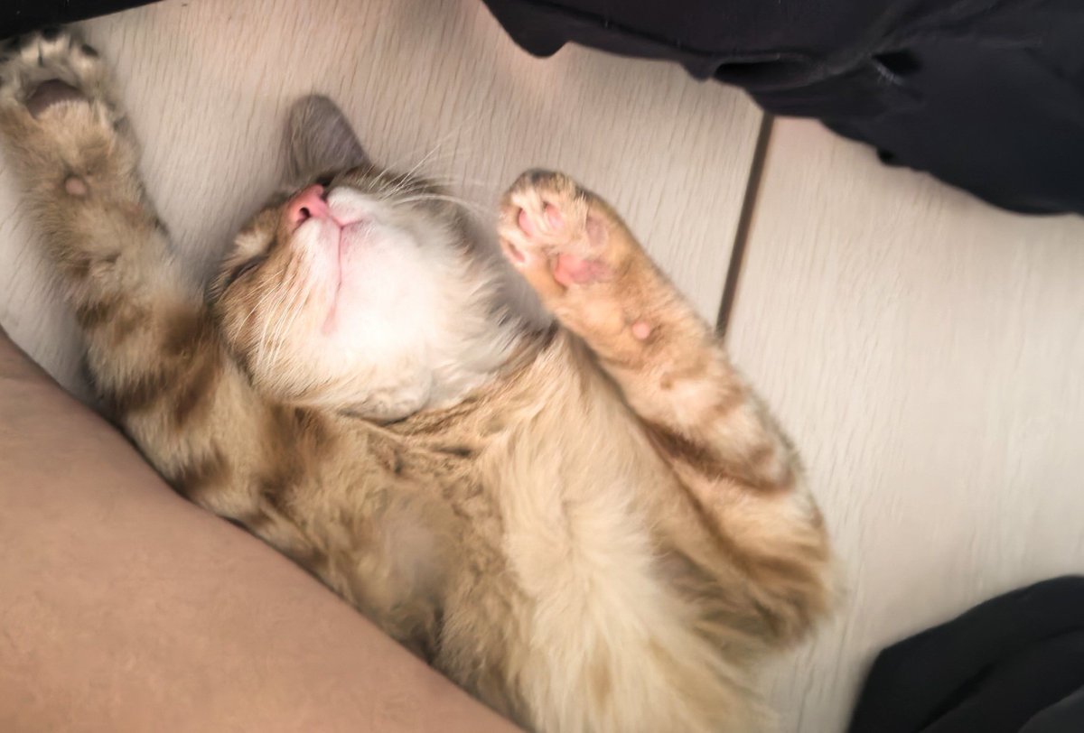 aidenf998's tweet photo. Just caught my cat helping me fold laundry… well, "helping" by napping on the clean socks. #LifeAtHome， https://t.co/glnLejcKCN