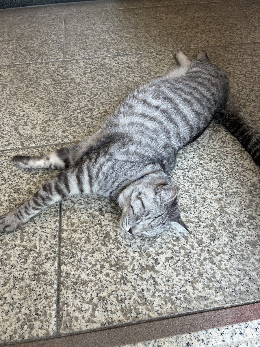 ghhbt7261's tweet photo. 今日お墓参り行ったら猫ちゃんに会いました癒される❤️ https://t.co/1o61yDMGdr