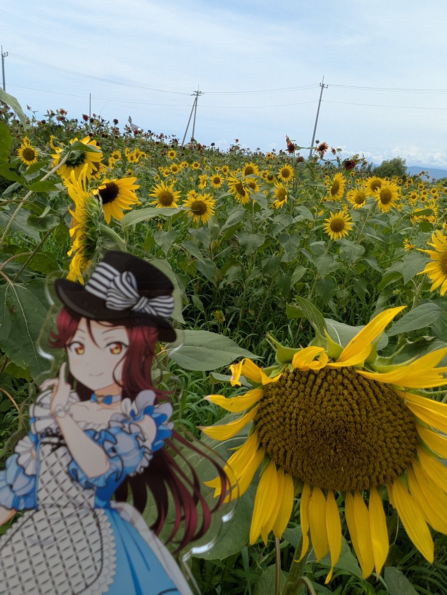 yakumo1504's tweet photo. りかこちゃん、少ししおれてるけどひまわりだよ🌻🌻
浮島ひまわりらんど
シンプルに最高だった
7月が良い感じらしいから7月に来たいけどな〜⋯んむ⋯

#あいださんぽ https://t.co/KLnikxDXTE