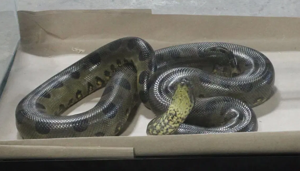News4SA's tweet photo. Two men were arrested after environmental conservation officers found 49 reptiles -- including 46 venomous snakes -- during a raid at a warehouse in Connecticut, according to authorities.
FULL STORY --> https://t.co/vFi5OsRtk8 https://t.co/O8BfAMjAnV