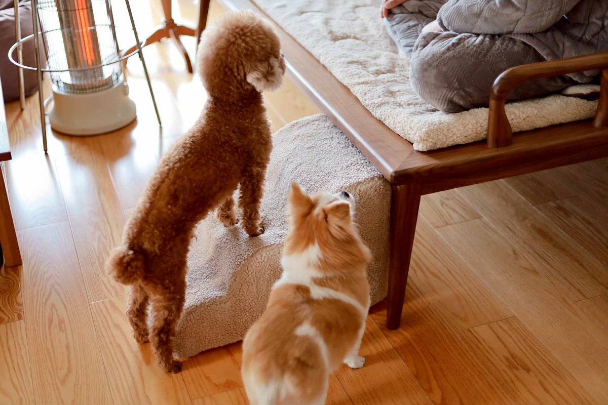 Maso147's tweet photo. My little furball just hit their 6-month growth milestone—from a wobbly pup to a silly zooming ball of energy, every moment is pure magic. https://t.co/i2jY6iluHt