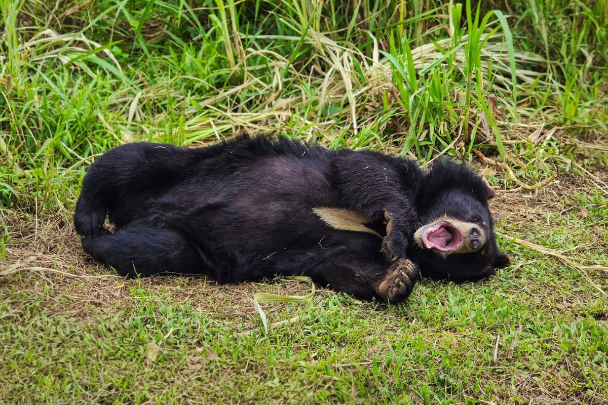 fourpawsAU's tweet photo. Bears Mochi, Em, Be, Nikko &amp; Nara were rescued from the illegal wildlife trade. They were orphaned. 💔⁠

Rescued to BEAR SANCTUARY Ninh Binh, they are all grown up now.

Today bears Nikko, Be, and Mochi are stretching out together in the soft grasses of their enclosure. 🌾🐻⁠ https://t.co/UL5US4SV43