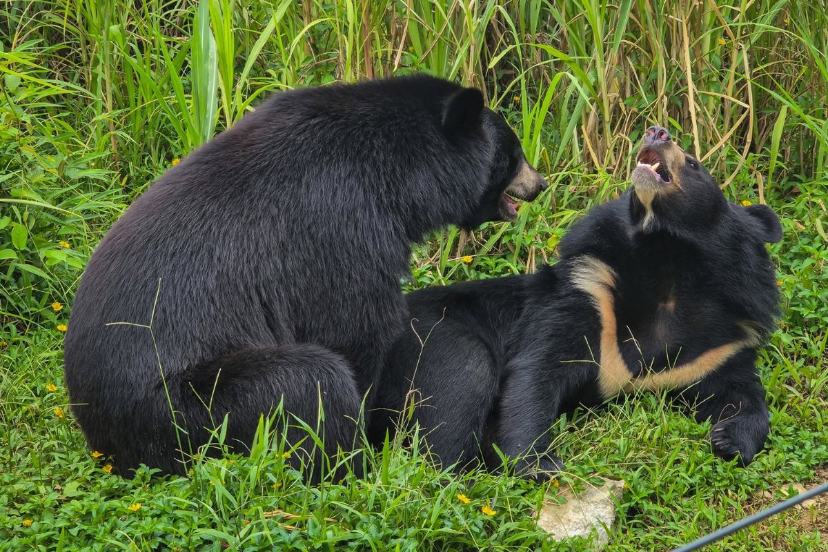 fourpawsAU's tweet photo. Bears Mochi, Em, Be, Nikko &amp; Nara were rescued from the illegal wildlife trade. They were orphaned. 💔⁠

Rescued to BEAR SANCTUARY Ninh Binh, they are all grown up now.

Today bears Nikko, Be, and Mochi are stretching out together in the soft grasses of their enclosure. 🌾🐻⁠ https://t.co/UL5US4SV43