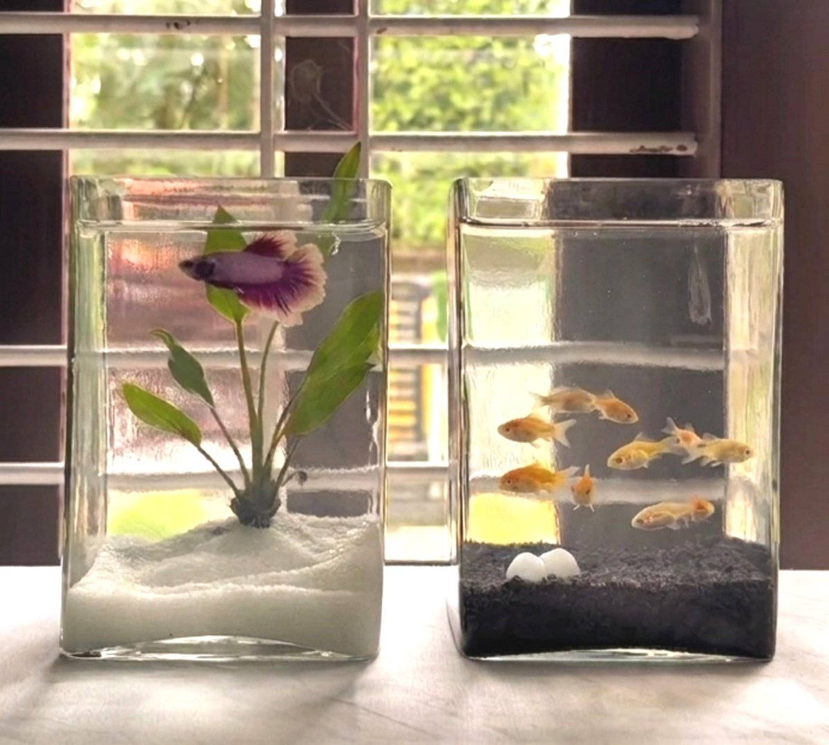 Shinde_Revati21's tweet photo. Imagine spending your entire life in
a glass box alone,

just to decorate someone else's world🥲 https://t.co/Ai886vpPCY