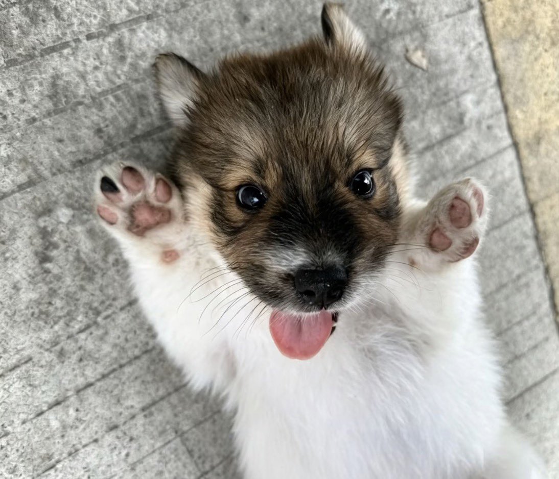 twaniimals's tweet photo. https://t.co/xuDpacslDu